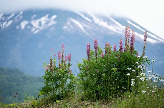 k_a047z_yukie_hayashi_nature_8_20220727.jpg