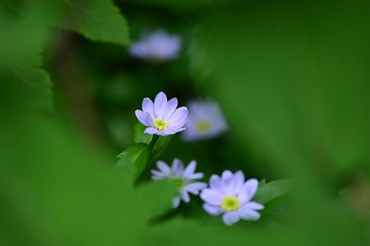 k_a047z_yukie_hayashi_nature_11_20220819.jpg