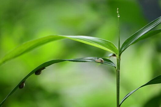 k_a047z_yukie_hayashi_nature_12_20220819.jpg