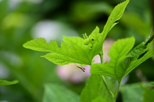 k_a047z_yukie_hayashi_nature_2_20220819.jpg