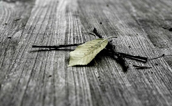 Blatt an kleinem Zweig auf Holz - wabi-sabi