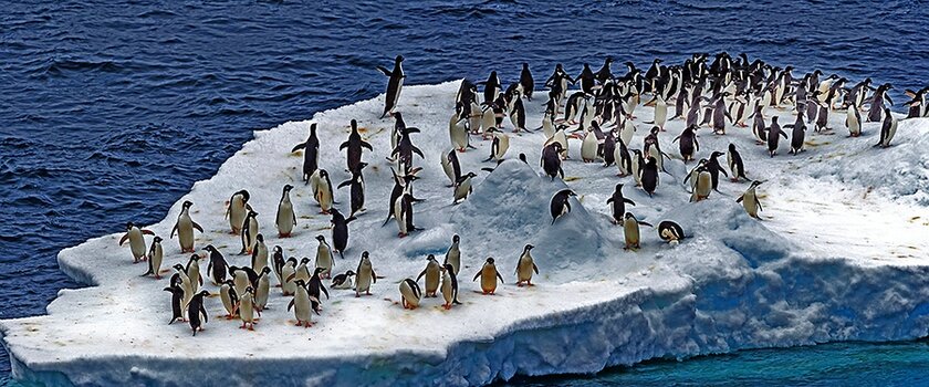 Pinguine auf einer Eisscholle in der Antarktis
