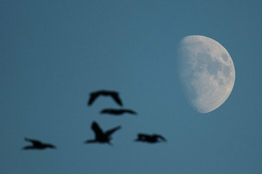 ROB_0451 Mond Kormorane.jpg