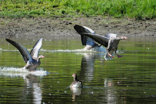 DSC_5966 Graugans Landung.jpg
