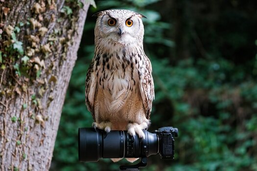 uhu sitzt auf dem Objektiv TAMRON 150-500mm F/5-6.7 Di III VC VXD montiert an einer Fujifilm-Kamera uhu sitzt auf dem Objektiv TAMRON 150-500mm F/5-6.7 Di III VC VXD montiert an einer Fujifilm-Kamera