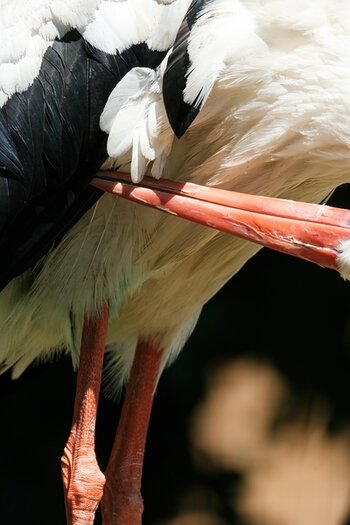 Beispielbilder von Remi Chapeaublanc mit dem TAMRON 150-500mm F/5-6.7 Di III VC VXD für X-Mount Beispielbilder von Remi Chapeaublanc mit dem TAMRON 150-500mm F/5-6.7 Di III VC VXD für X-Mount