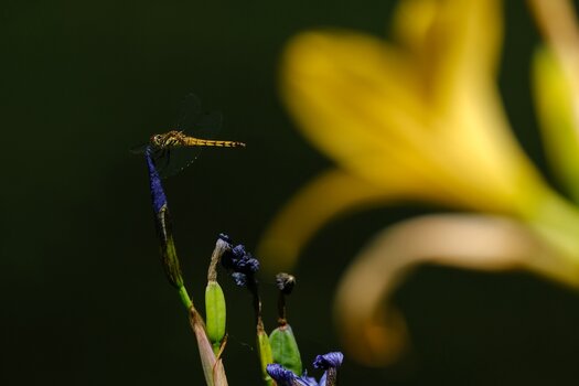 Beispielbilder von Yuki Imaura mit dem TAMRON 150-500mm F/5-6.7 Di III VC VXD für X-Mount Beispielbilder von Yuki Imaura mit dem TAMRON 150-500mm F/5-6.7 Di III VC VXD für X-Mount