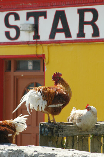 DSC_4651-1.JPG