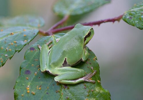 Laubfrosch Stack.jpg