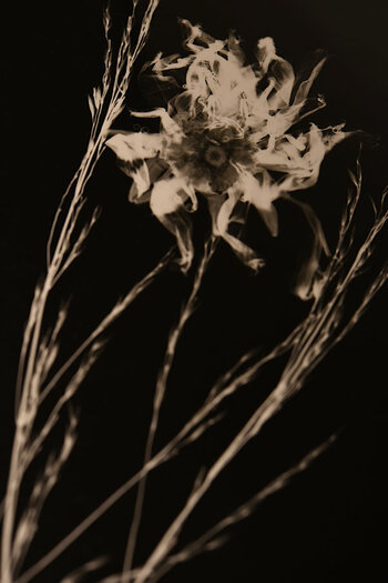 Feuerblume-22.JPG Feuerblume-22.JPG