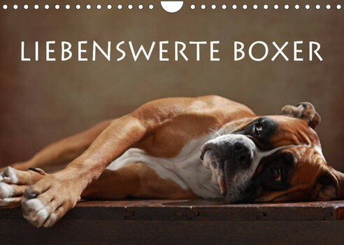 Kalenderbild mit einem entspannt liegenden Boxer