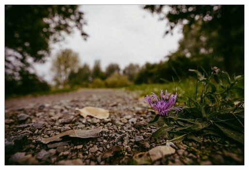 xBlüte und Blatt (1 von 1).jpg