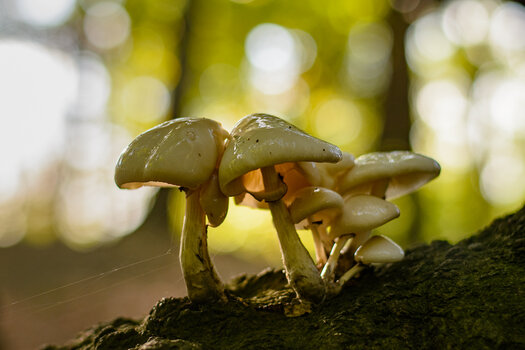 pilz-0312.jpg