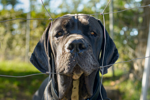 angus-0448.jpg