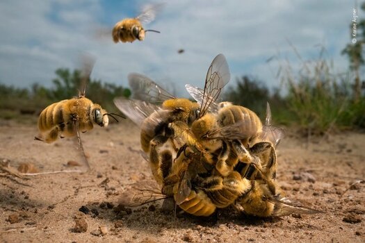 Ein Schwarm von männlichen Kaktusbienen, zu einem Ball geformt, schwirrt über Sand bei dem Versuch, sich mit dem einzelnen Weibchen innerhalb der Kugel zu paaren. Siegerbild des Wildlife Photographer of the Year 2022  © Karine Aigner