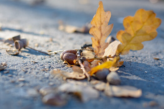 herbst-0445.jpg