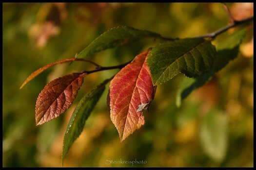 comp_Warmes Herbstlicht_743.jpg