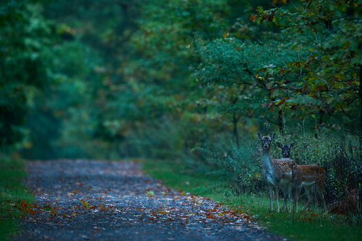DSC_0868 1.jpg DSC_0868 1.jpg