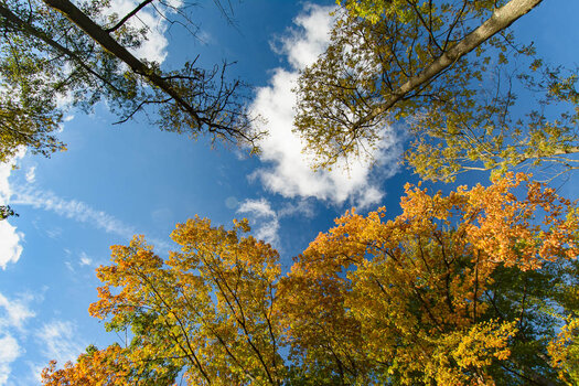 herbst wald-0925.jpg