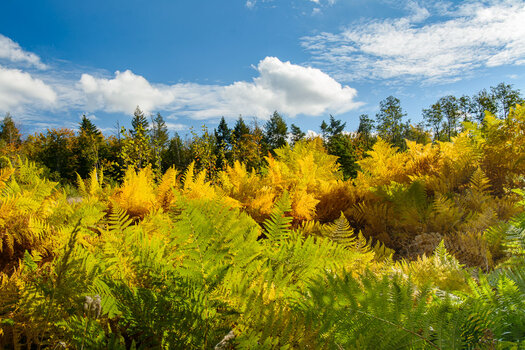 herbst wald-0896.jpg