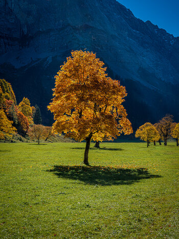 Der Ahornboden bei Hinterriss: Baum mit goldfarbenen Herbstblättern auf grüner Wiese vor Berglandschaft Der Ahornboden bei Hinterriss: Baum mit goldfarbenen Herbstblättern auf grüner Wiese vor Berglandschaft
