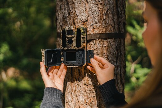 An einen Baum gebundene Wildkamera HD-1 wird geöffnet, Blick auf das Innenleben mit Einstellmöglichkeiten und Speicherkartenfach