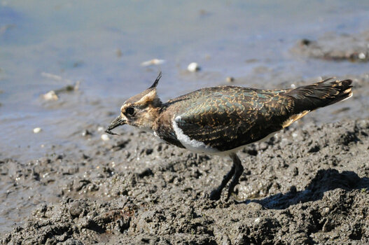 DSC_5957 Kiebitz.jpg