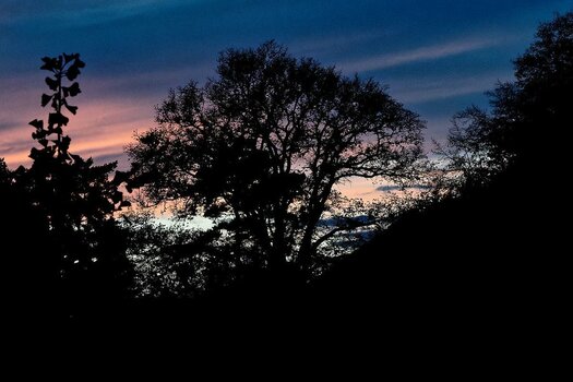 Baum_vor_Abendhimmel.jpg