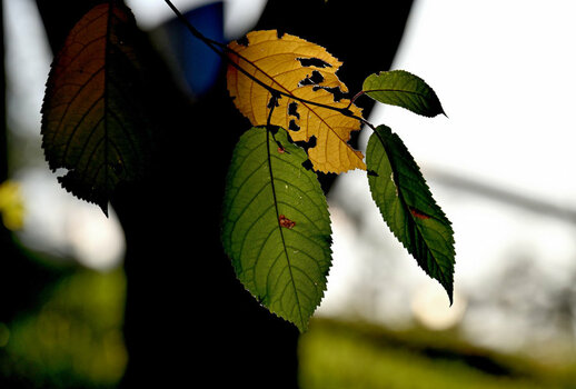 DSC_3465 (1)_DxO.jpg