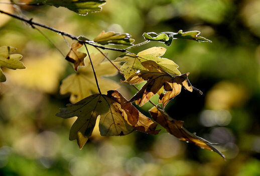 DSC_3465 (3)_DxO.jpg
