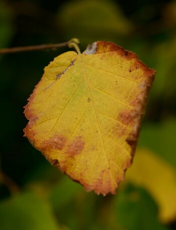 DSC_9250_00001 (2)n.jpg
