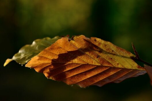 DSC_9268_00001_01n.jpg