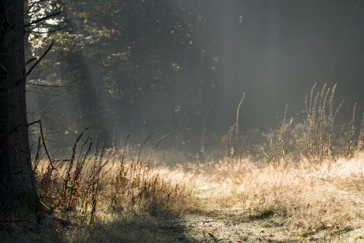 4E1E6B9B-76C5-4215-A116-7F17D2899B3F.jpeg