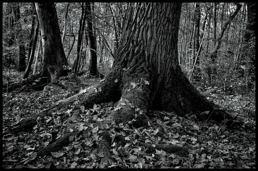 comp_Herbstwald sw.jpg