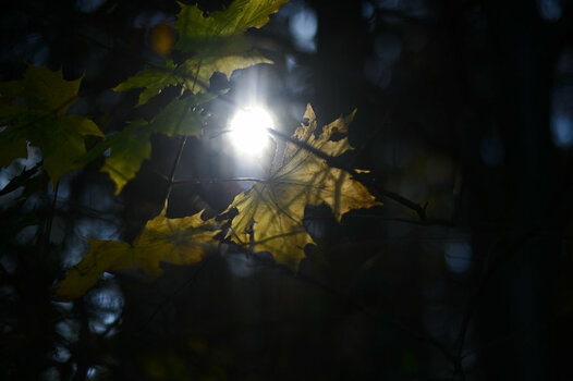 HSC_7126_0001.jpg
