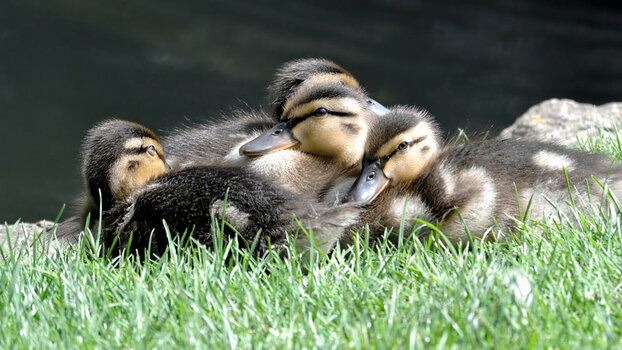 DSC_1839_1166_DxO.jpg