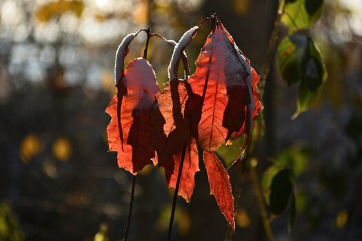 DSC_3551_00001n.jpg