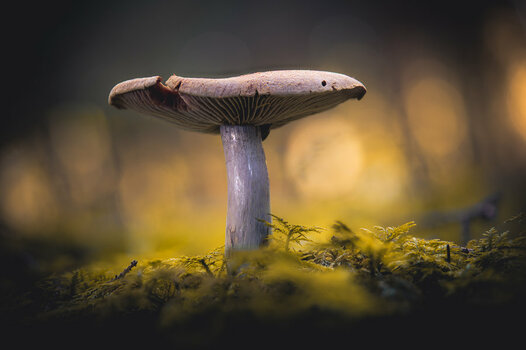 Stack 2069-2077.jpg