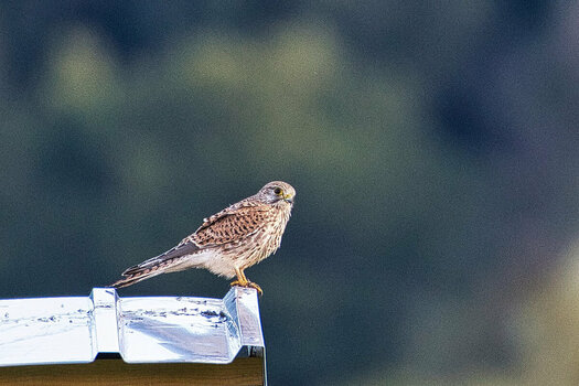 ROB_1715 Turmfalke.jpg