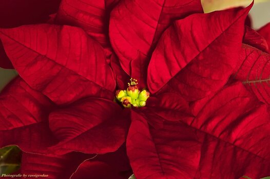 Euphorbia pulcherrima.jpg