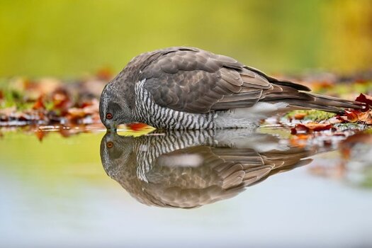 spieglein-a809b55f-6364-4c2f-bdc8-33a0677e2a6f.jpg