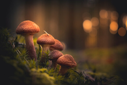 DSCF0478-2.jpg