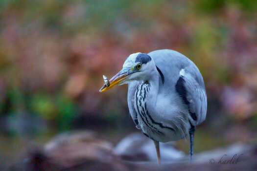 _DSC5032.jpg