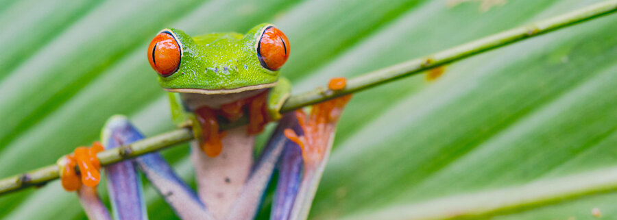 costa_rica_0705.jpg