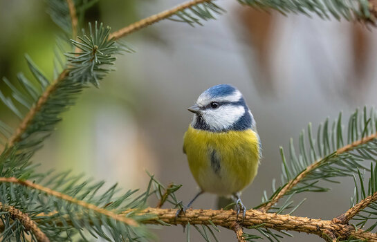 1080DSC_3440-Bearbeitet.jpg