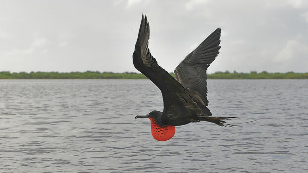 Fregattvogel_NF-kopie.jpg