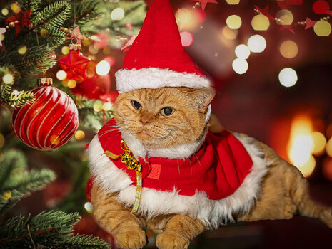 Rotgetigerte Katze mit roter Weihnachtsmütze und Schal neben dem Weihnachtsbaum