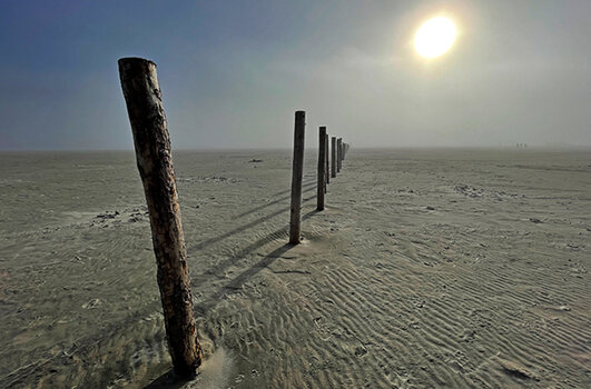 Holzpfähle im Sandboden Holzpfähle im Sandboden