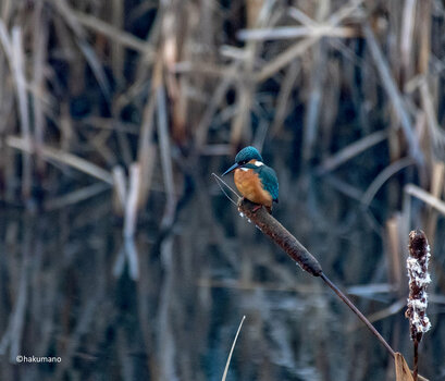 Eisvogel 11.jpg