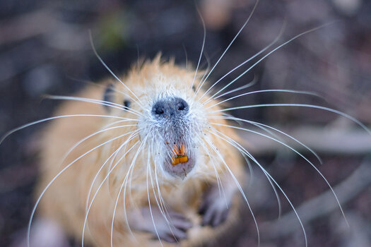 nutria-4792.jpg
